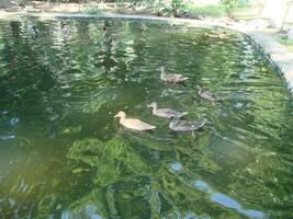 Male and female mallard duck swimming on a pond with green water while photo