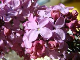 Branch of purple lilac flowers Syringa vulgaris. photo