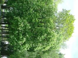 Sunlight in the green forest, spring time photo