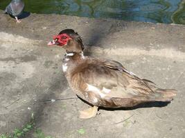 The Muscovy Duck Cairina moschata is large duck which is native photo