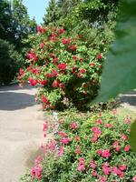 Pink shrub roses. Pink Felicia roses. Pink roses background. Hybird musk roses photo