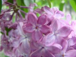 Branch of purple lilac flowers Syringa vulgaris. photo