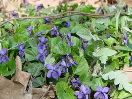 Viola plant with multicolor flowers , Common Violet, Viola tricolor, pansy flowers, viola wittrockiana photo