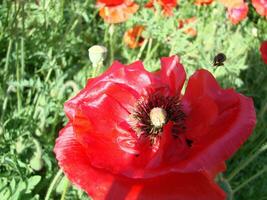 Blooming poppies flower garden summer red. Opium, wild field photo