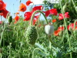 Beautiful field red poppies with selective focus. soft light. Natural drugs. Glade of red poppies. Lonely poppy. photo