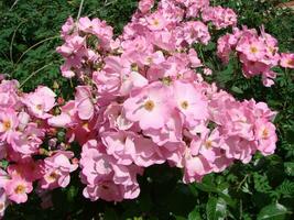 Pink shrub roses. Pink Felicia roses. Pink roses background. Hybird musk roses photo