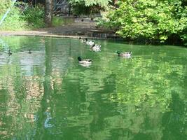 masculino y hembra pato real Pato nadando en un estanque con verde agua mientras foto