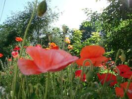 Beautiful field red poppies with selective focus. soft light. Natural drugs. Glade of red poppies. Lonely poppy. photo