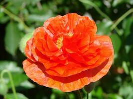 Red Poppy Flowers with a Bee and Wheat Fields on the Background. photo