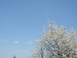 White blossoms on a branch, Blackthorn in flower in early spring, with retro vintage filters. photo