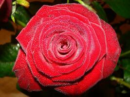 Red rose with drops. Drops on the petals of red rose flowers. Macro photo. Drops of dew on the petals photo