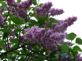 Branch of purple lilac flowers Syringa vulgaris. photo