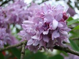 Branch of purple lilac flowers Syringa vulgaris. photo