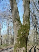 temprano primavera dispara con minúsculo hojas en borroso bosque ligero lila antecedentes foto