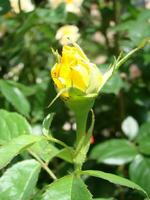 Yellow roses meaning Bright, cheerful and joyful create warm feelings and provide happiness photo