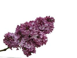 Beautiful lilac flowers isolated on white background, closeup photo