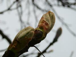 árbol brotes en primavera. joven grande brotes en ramas en contra borroso antecedentes debajo el brillante Dom. foto