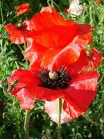 floreciente amapolas flor jardín verano rojo. opio, salvaje campo foto