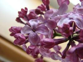 Branch of purple lilac flowers Syringa vulgaris. photo