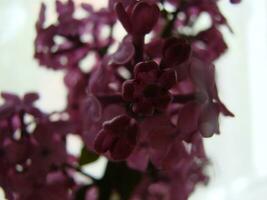 Branch of purple lilac flowers Syringa vulgaris. photo