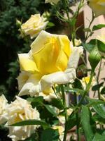 Yellow roses meaning Bright, cheerful and joyful create warm feelings and provide happiness photo