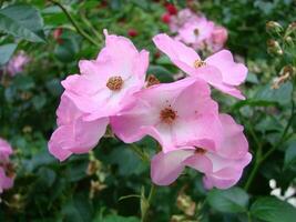 rosado arbusto rosas. rosado felicia rosas. rosado rosas antecedentes. hybird almizcle rosas foto