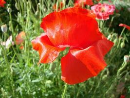 Red Poppy Flowers with a Bee and Wheat Fields on the Background. photo