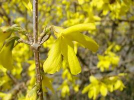 un macro Disparo de el amarillo floraciones de un forsitia arbusto foto