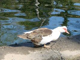 The Muscovy Duck Cairina moschata is large duck which is native photo