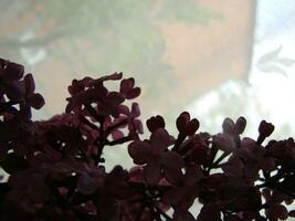 Branch of purple lilac flowers Syringa vulgaris. photo