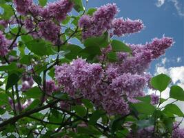 Branch of purple lilac flowers Syringa vulgaris. photo