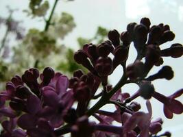 Branch of purple lilac flowers Syringa vulgaris. photo