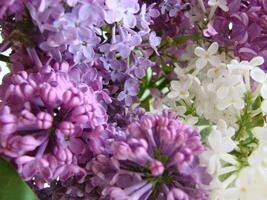 Branch of purple lilac flowers Syringa vulgaris. photo