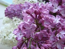 Branch of purple lilac flowers Syringa vulgaris. photo