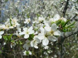 White blossoms on a branch, Blackthorn in flower in early spring, with retro vintage filters. photo