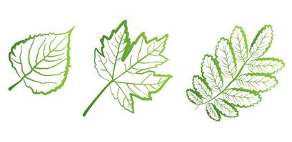 A set of green leaves on a white background, for logos, icons, designs, for the symbolism of the green planet vector