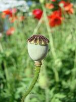 Beautiful field red poppies with selective focus. soft light. Natural drugs. Glade of red poppies. Lonely poppy. photo