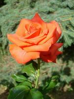 Red rose with drops. Drops on the petals of red rose flowers. Macro photo. Drops of dew on the petals photo