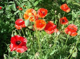 Beautiful field red poppies with selective focus. soft light. Natural drugs. Glade of red poppies. Lonely poppy. photo