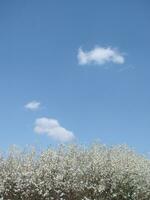 blanco flores en un rama, endrino en flor en temprano primavera, con retro Clásico filtros foto