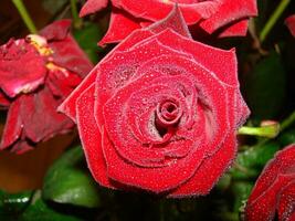 Red rose with drops. Drops on the petals of red rose flowers. Macro photo. Drops of dew on the petals photo