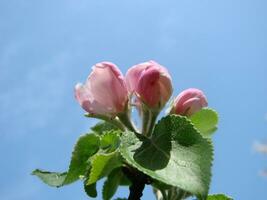 Spring, in the garden blooms an apple tree, flowers of an apple photo