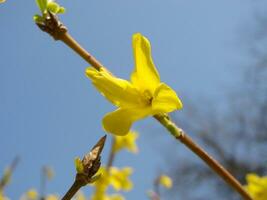 A macro shot of the yellow blooms of a forsythia bush photo