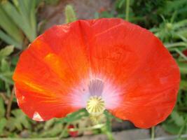 Red Poppy Flowers with a Bee and Wheat Fields on the Background. photo