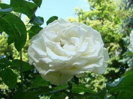 arbusto blanco floreciente Rosa. creciente rosas. un lote de hermosa floreciente rosas. brotes de un blanco Rosa foto