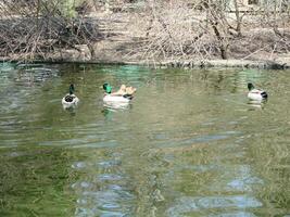 masculino y hembra pato real Pato nadando en un estanque con verde agua mientras foto