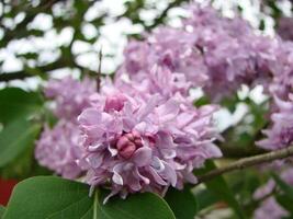 Branch of purple lilac flowers Syringa vulgaris. photo