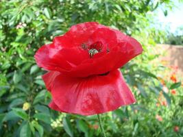 Red Poppy Flowers with a Bee and Wheat Fields on the Background. photo