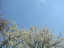 White blossoms on a branch, Blackthorn in flower in early spring, with retro vintage filters. photo