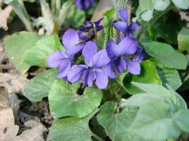 Viola plant with multicolor flowers , Common Violet, Viola tricolor, pansy flowers, viola wittrockiana photo